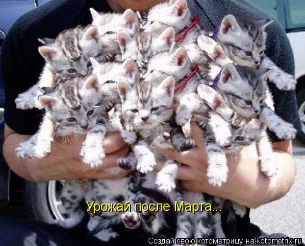Котоматрица: Урожай после Марта...
