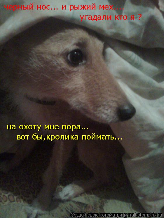 Котоматрица: черный нос... и рыжий мех.... угадали кто я ? на охоту мне пора... вот бы,кролика поймать...