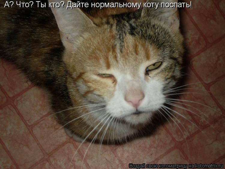 Котоматрица: А? Что? Ты кто? Дайте нормальному коту поспать!