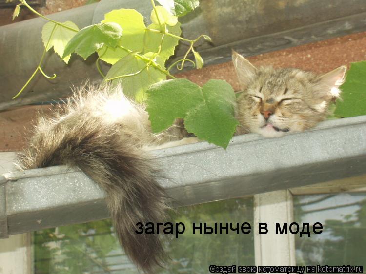 Котоматрица: загар нынче в моде