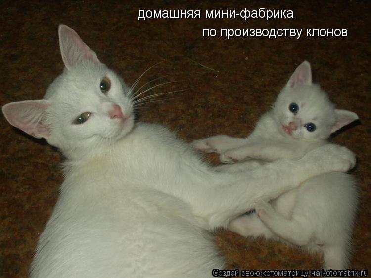 Котоматрица: домашняя мини-фабрика по производству клонов