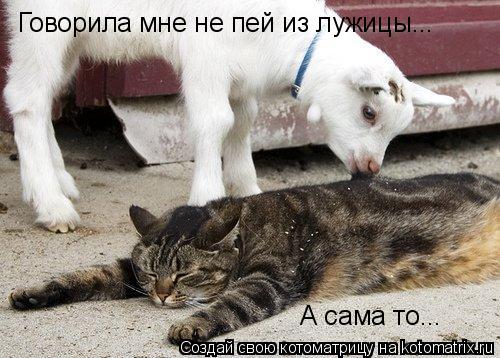 Говорила мне не пей из лужицы... А сама то...... Котоматрица: Говорила мне не пей из лужицы... А сама то...