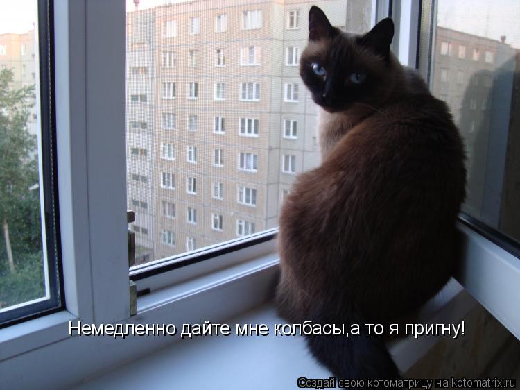 Немедленно дайте мне колбасы,а то я пригну!... Котоматрица: Немедленно дайте мне колбасы,а то я пригну!