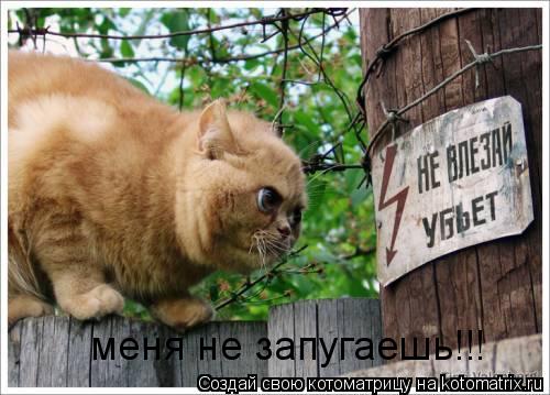меня не запугаешь!!!... Котоматрица: меня не запугаешь!!!