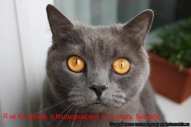 Котоматрица: Я не Котовский, я Кошмаровский, а, ну спать, быстро!!