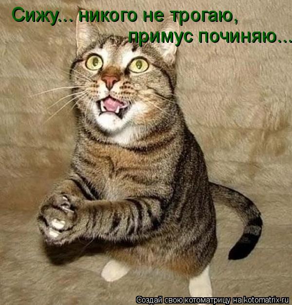 Котоматрица: Сижу... никого не трогаю, примус починяю...
