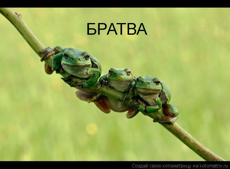 Котоматрица: БРАТВА