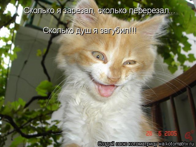 Котоматрица: Сколько я зарезал, сколько перерезал... Сколько душ я загубил!!!