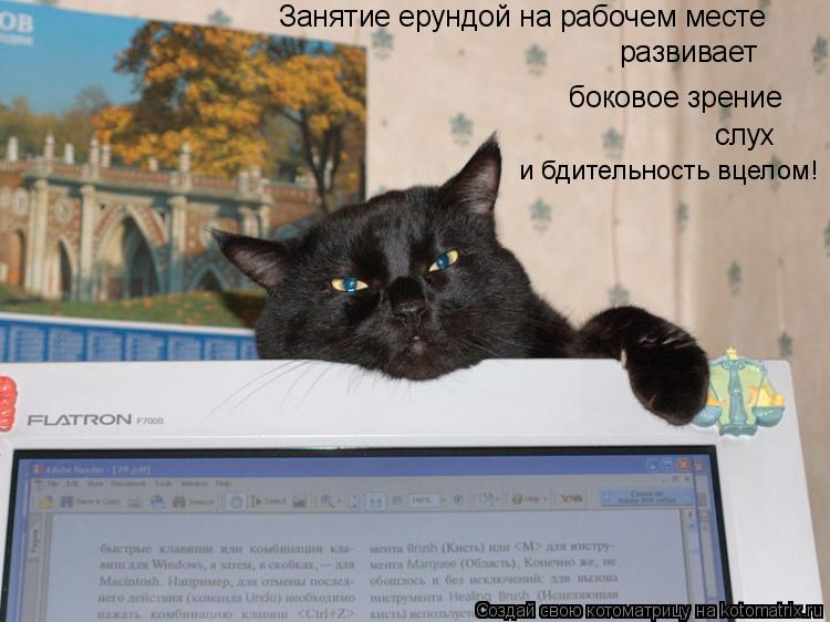 Котоматрица: Занятие ерундой на рабочем месте развивает боковое зрение слух  и бдительность вцелом!