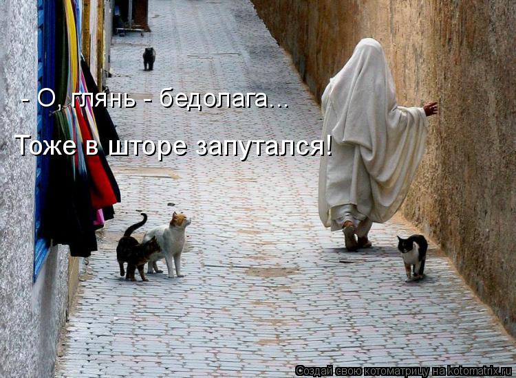 - О, глянь - бедолага... Тоже в шторе запутался!... Котоматрица: - О, глянь - бедолага... Тоже в шторе запутался!