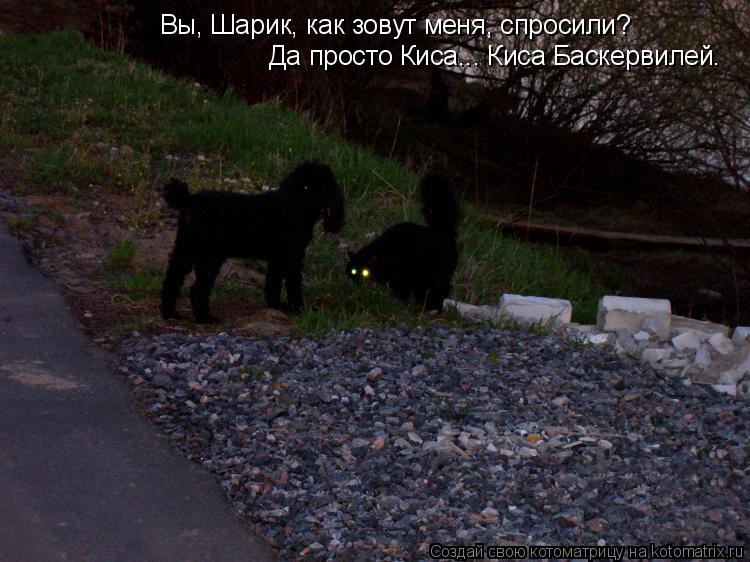 Котоматрица: Вы, Шарик, как зовут меня, спросили? Да просто Киса... Киса Баскервилей.