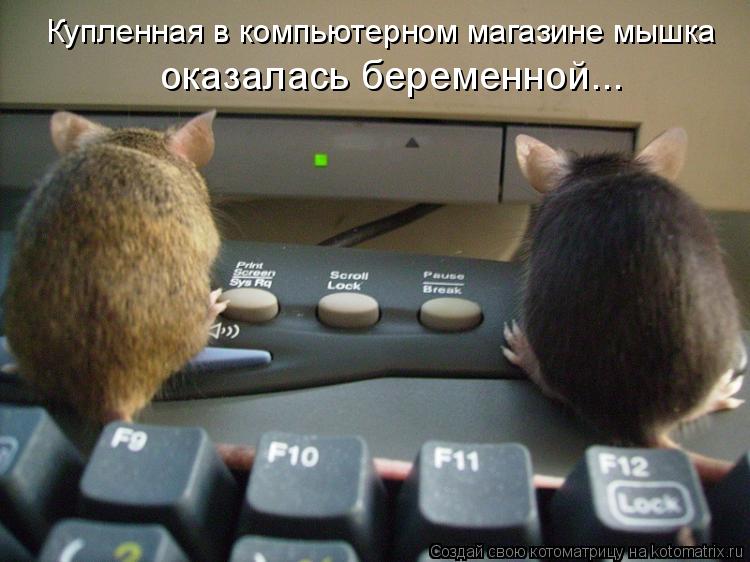 Купленная в компьютерном магазине мышка оказалась беременной...... Котоматрица: Купленная в компьютерном магазине мышка оказалась беременной...