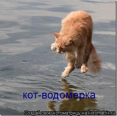 Котоматрица: кот-водомерка