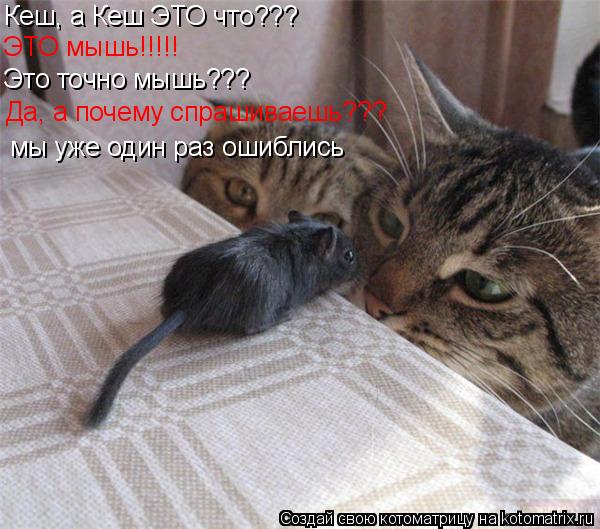 Котоматрица: Кеш, а Кеш ЭТО что??? ЭТО мышь!!!!! Это точно мышь??? Да, а почему спрашиваешь??? мы уже один раз ошиблись