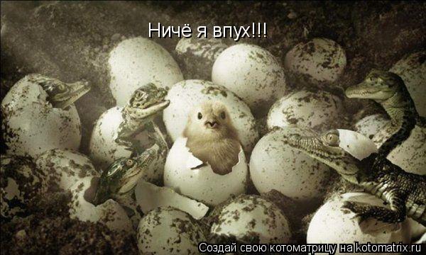 Котоматрица: Ничё я впух!!!