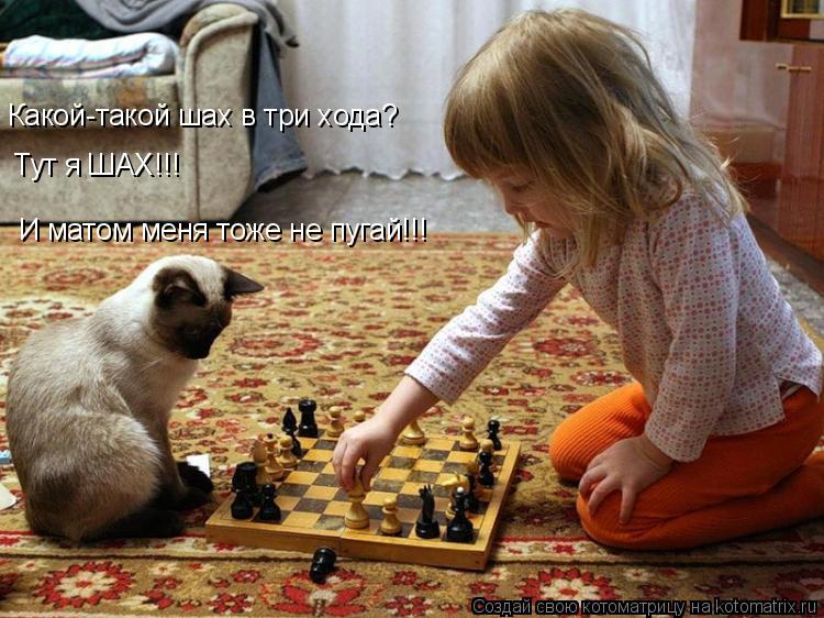 Котоматрица: Какой-такой шах в три хода? Тут я ШАХ!!! И матом меня тоже не пугай!!!