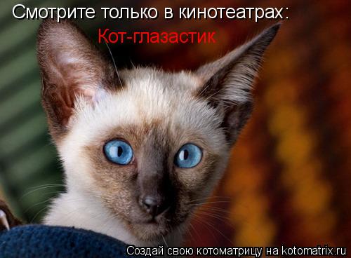 Котоматрица: Смотрите только в кинотеатрах: Кот-глазастик