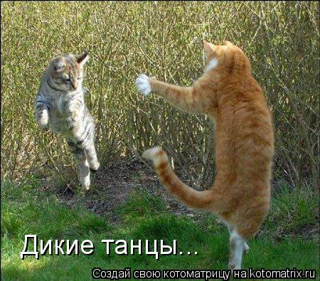 Котоматрица: Дикие танцы...