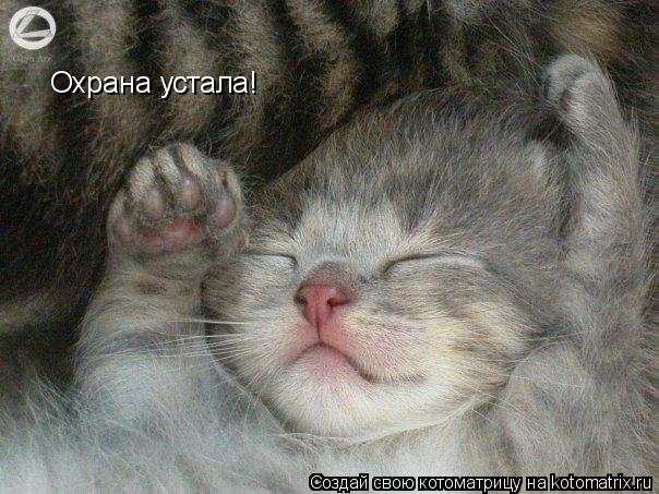 Котоматрица: Охрана устала!