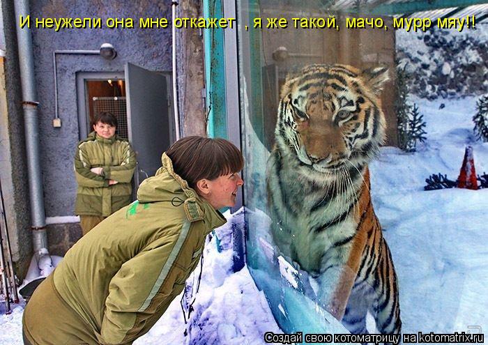 Котоматрица: И неужели она мне откажет  , я же такой, мачо, мурр мяу!!