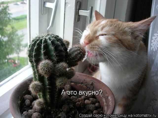 Котоматрица: А это вкусно?