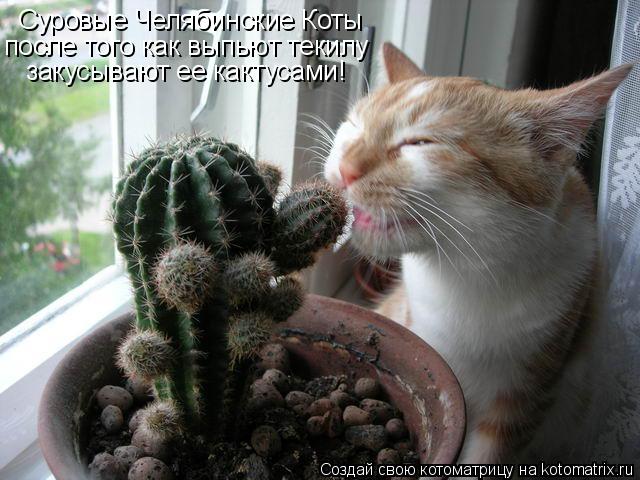 Котоматрица: Суровые Челябинские Коты после того как выпьют текилу закусывают ее кактусами!