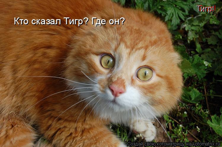 Котоматрица: Тигр!   Кто сказал Тигр? Где он?  Тигр!