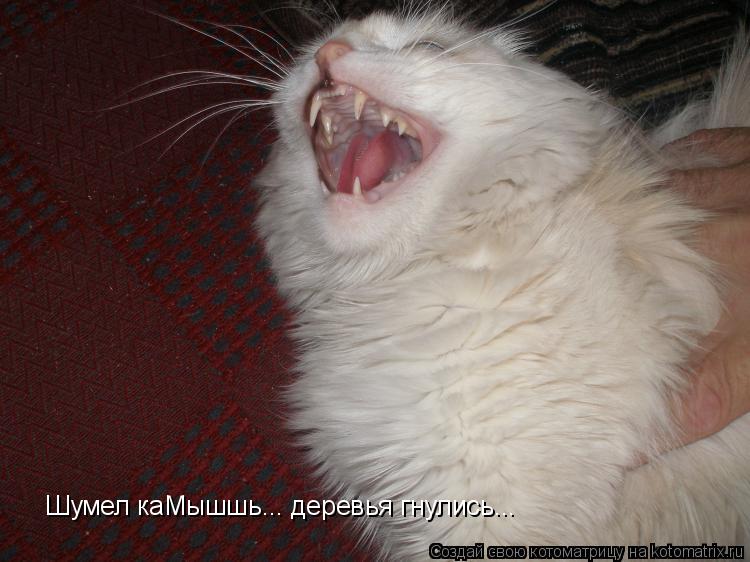 Котоматрица: Шумел каМышшь... деревья гнулись...