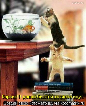 Котоматрица: барсик!!! давай быстей,хозяева идут.