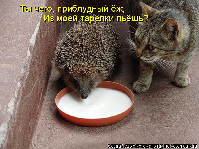 Ты чего, приблудный ёж, Из моей тарелки пьёшь?... Котоматрица: Ты чего, приблудный ёж, Из моей тарелки пьёшь?
