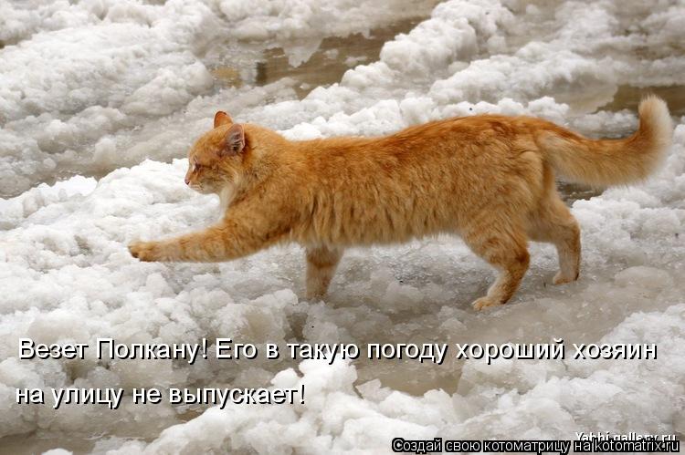 Везет Полкану! Его в такую погоду хороший хозяин на улицу не выпускает!... Котоматрица: Везет Полкану! Его в такую погоду хороший хозяин на улицу не выпускает!