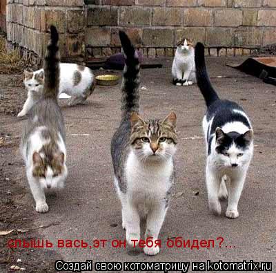 Котоматрица: слышь вась,эт он тебя обидел?...