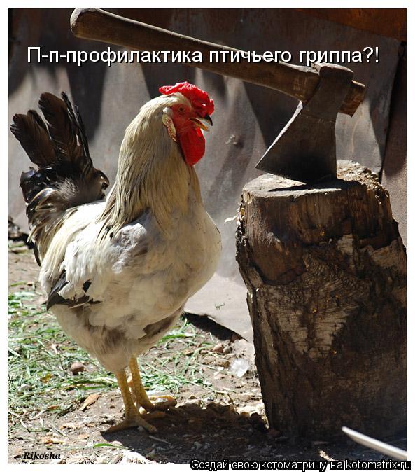П-п-профилактика птичьего гриппа?!... Котоматрица: П-п-профилактика птичьего гриппа?!