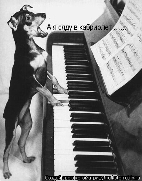 Котоматрица: А я сяду в кабриолет .........