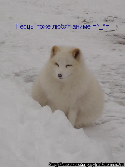 Котоматрица: Песцы тоже любят аниме =^_^=