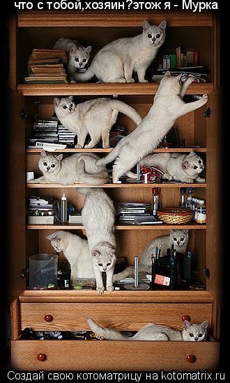 Котоматрица: что с тобой,хозяин?этож я - Мурка