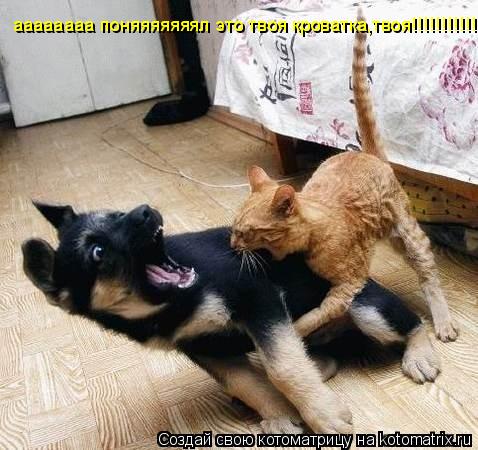 Котоматрица: аааааааа поняяяяяяял это твоя кроватка,твоя!!!!!!!!!!!