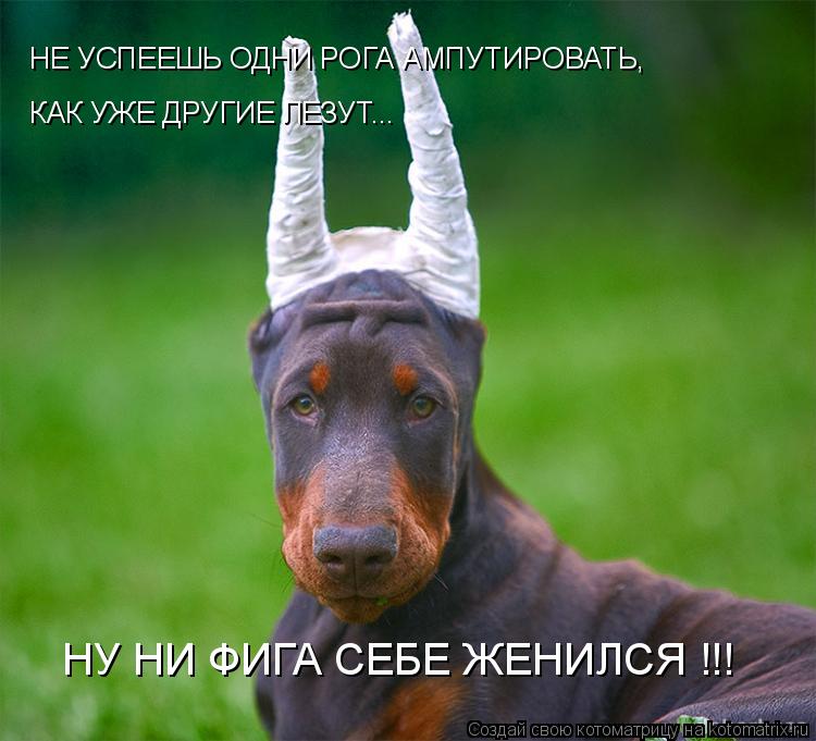 НУ НИ ФИГА СЕБЕ ЖЕНИЛСЯ !!! КАК УЖЕ ДРУГИЕ ЛЕЗУТ... НЕ УСПЕЕШЬ ОДНИ РОГА АМПУТИРОВАТЬ,... Котоматрица: НУ НИ ФИГА СЕБЕ ЖЕНИЛСЯ !!! КАК УЖЕ ДРУГИЕ ЛЕЗУТ... НЕ УСПЕЕШЬ ОДНИ РОГА АМПУТИРОВАТЬ,