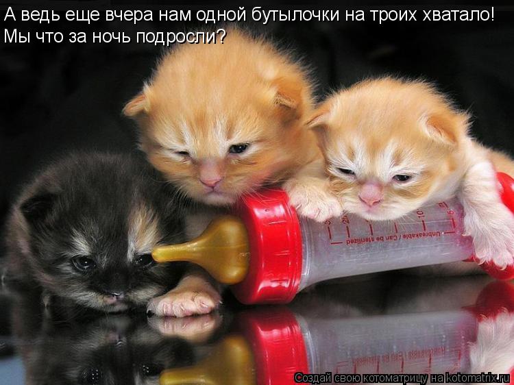 А ведь еще вчера нам одной бутылочки на троих хватало! Мы что за ночь подросли?... Котоматрица: А ведь еще вчера нам одной бутылочки на троих хватало! Мы что за ночь подросли?