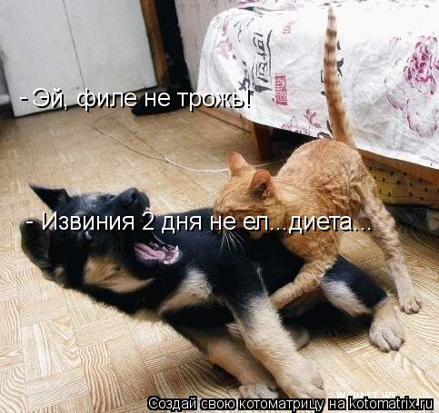 Эй, филе не трожь! Извиния 2 дня не ел...диета... - -... Котоматрица: Эй, филе не трожь! Извиния 2 дня не ел...диета... - -