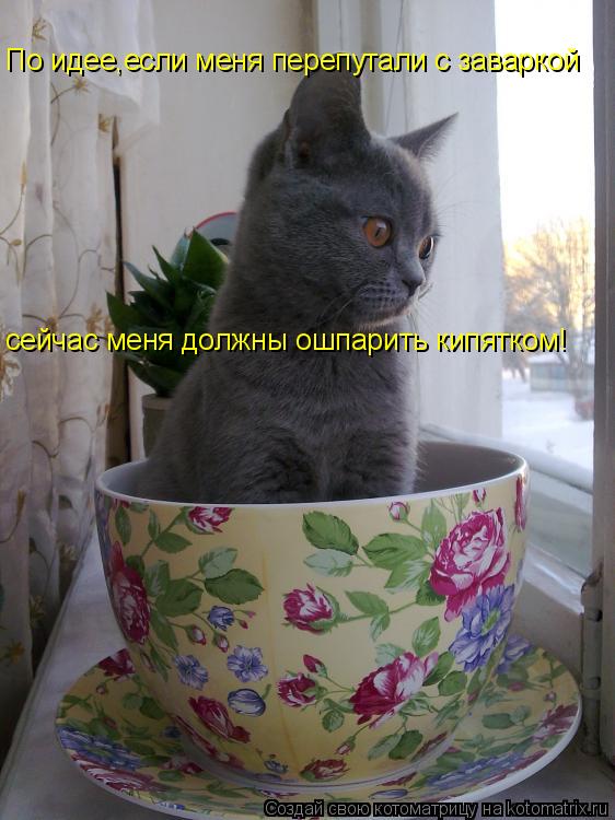 По идее,если меня перепутали с заваркой сейчас меня должны ошпарить кипятком!... Котоматрица: По идее,если меня перепутали с заваркой сейчас меня должны ошпарить кипятком!