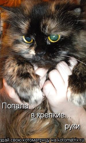Попала ... в крепкие... руки... Котоматрица: Попала ... в крепкие... руки