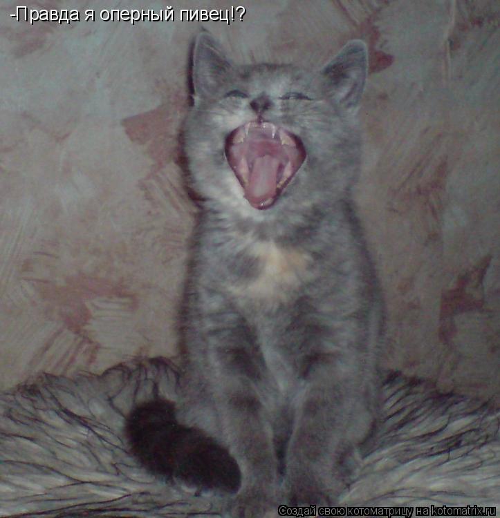 -Правда я оперный пивец!?... Котоматрица: -Правда я оперный пивец!?