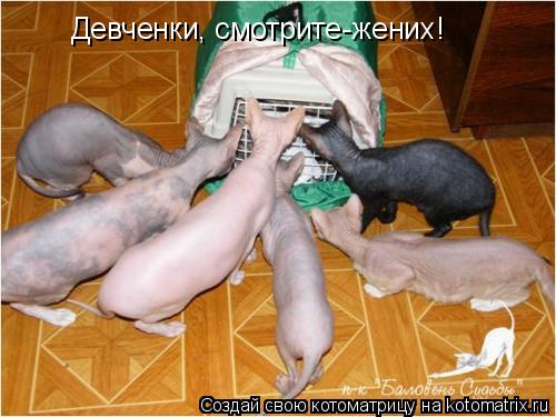 Котоматрица: Девченки, смотрите-жених!