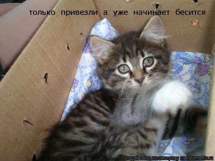 Котоматрица: только  привезли  а  уже  начинает  бесится