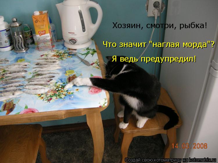 Котоматрица: Что значит "наглая морда"? Я ведь предупредил! Хозяин, смотри, рыбка!
