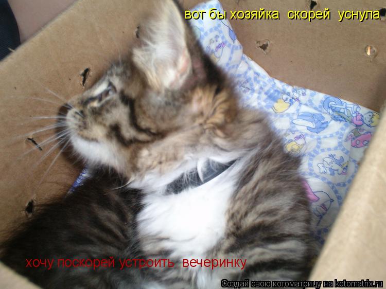 Котоматрица: вот бы хозяйка  скорей  уснула  хочу поскорей устроить  вечеринку