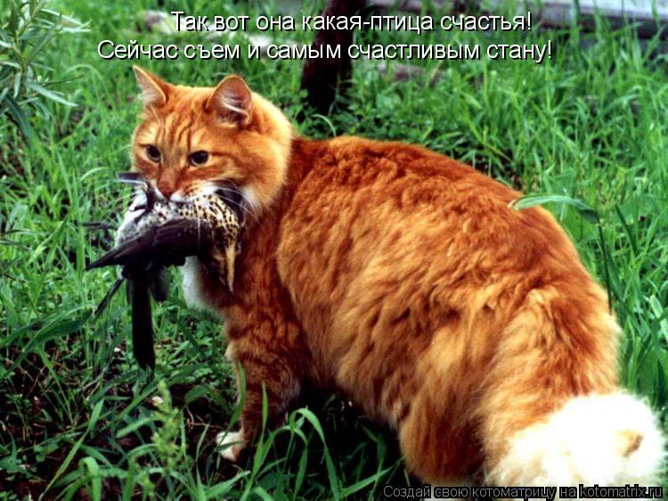 Котоматрица: Так вот она какая-птица счастья! Сейчас съем и самым счастливым стану!