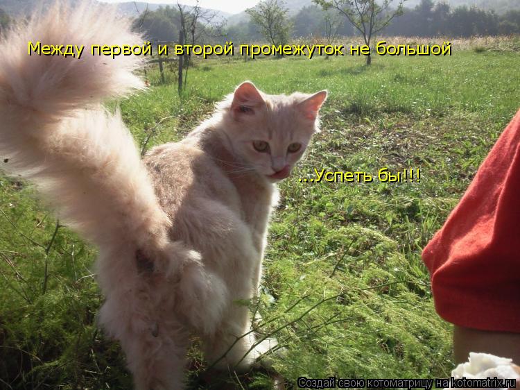 Котоматрица: Между первой и второй промежуток не большой ...Успеть бы!!!