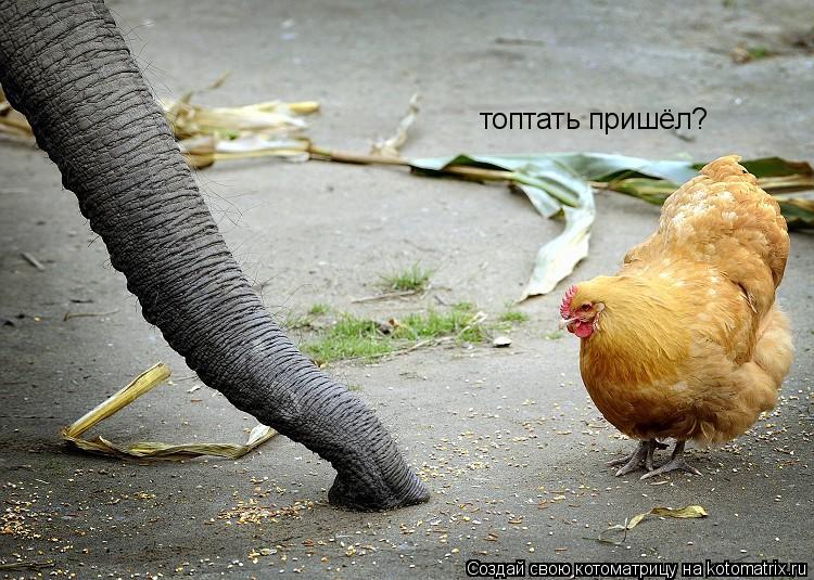 Котоматрица: топтать пришёл?